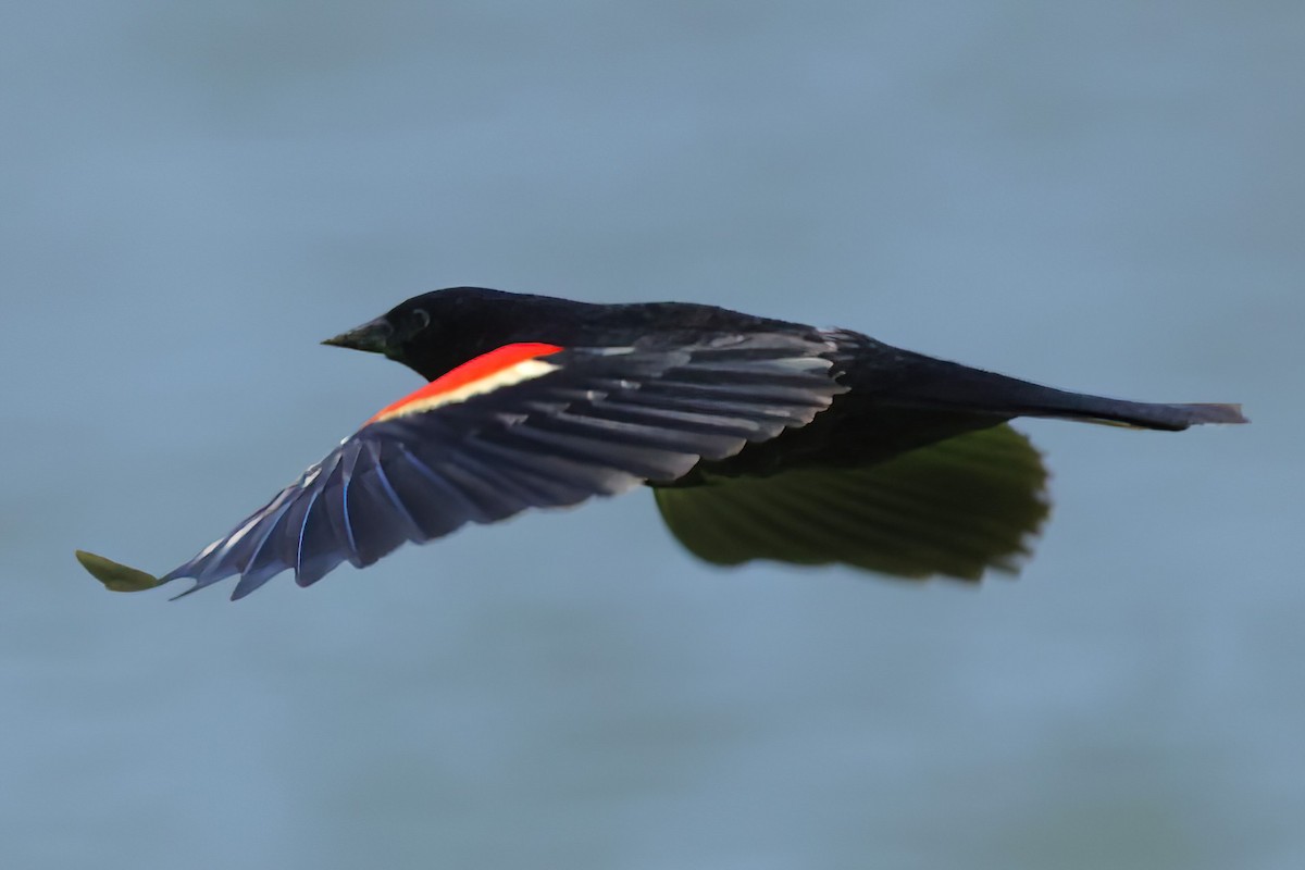 Red-winged Blackbird - ML620230035
