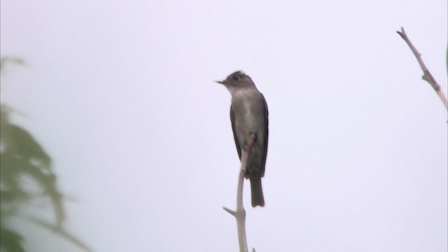 Eastern Wood-Pewee - ML620230036