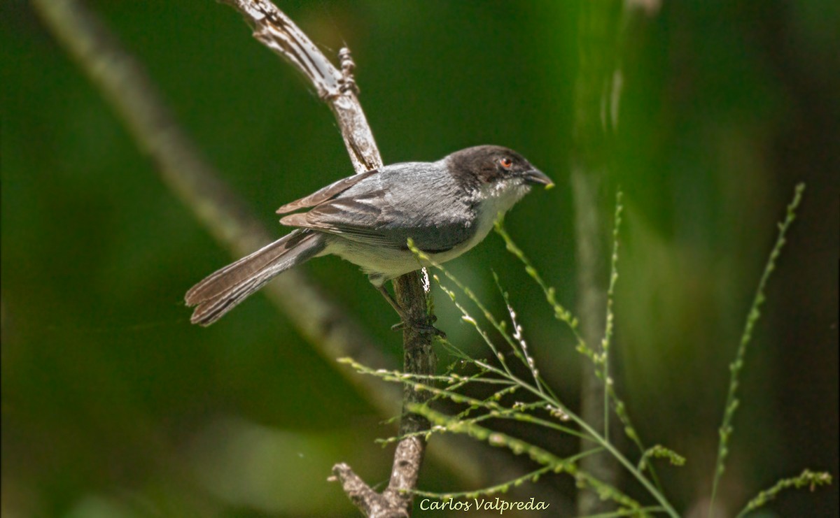 Black-capped Warbling Finch - ML620230037