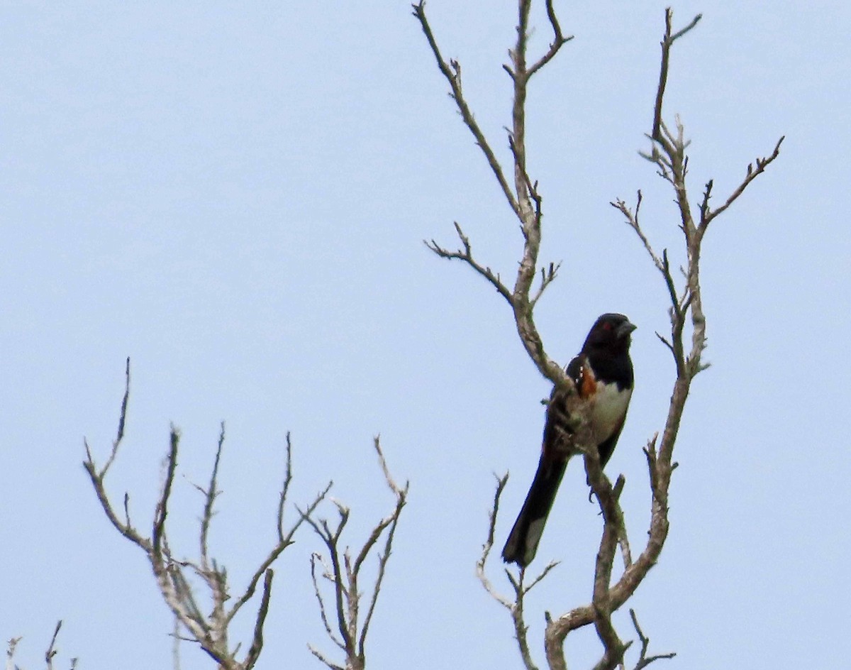 Spotted Towhee - ML620230040