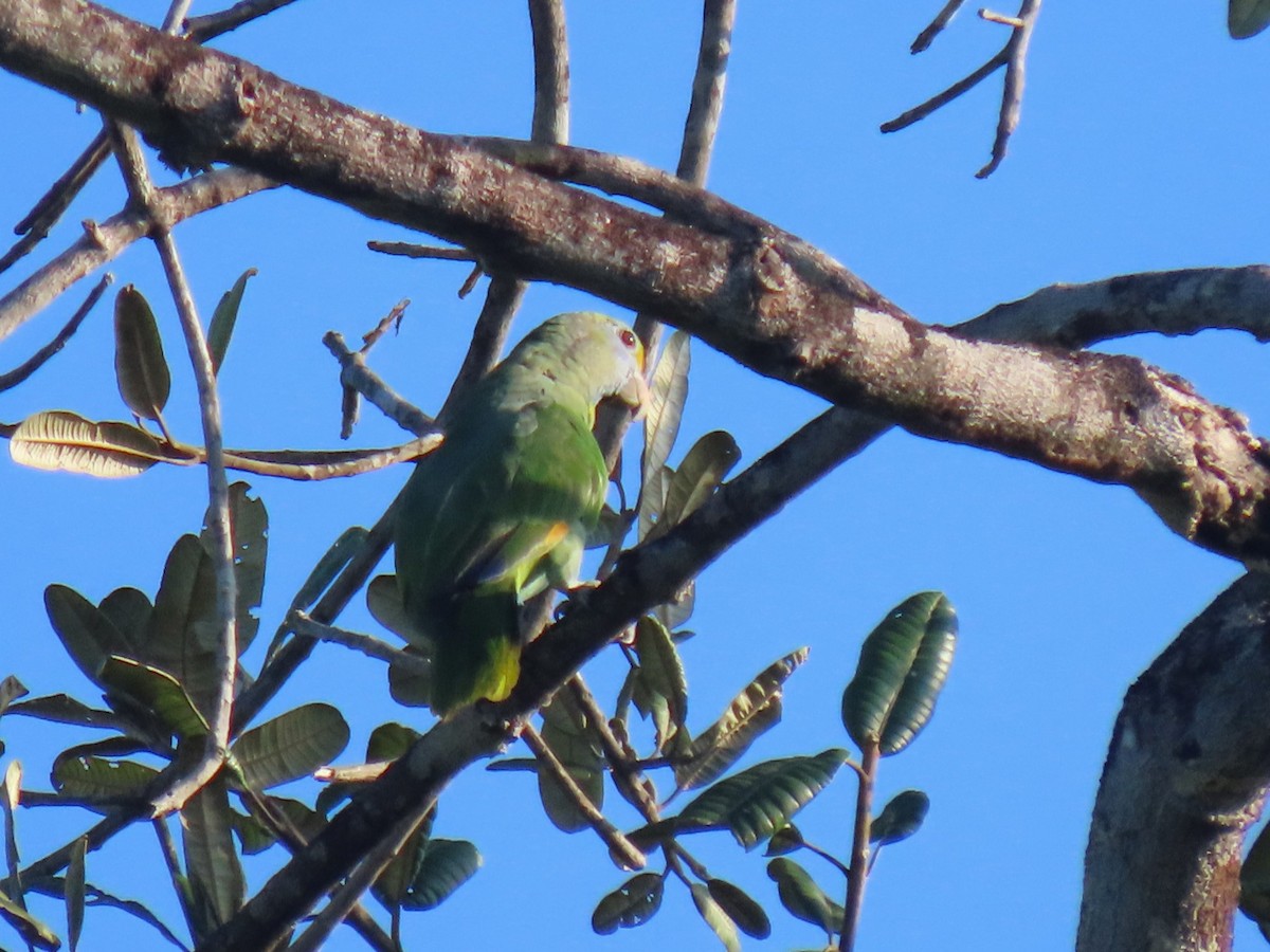 Blue-cheeked Parrot - ML620230041