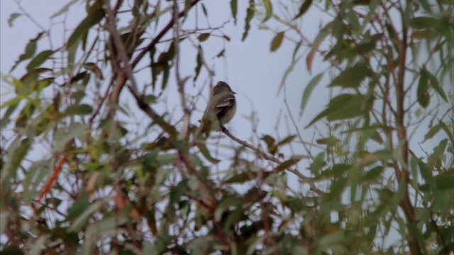 Eastern Wood-Pewee - ML620230046