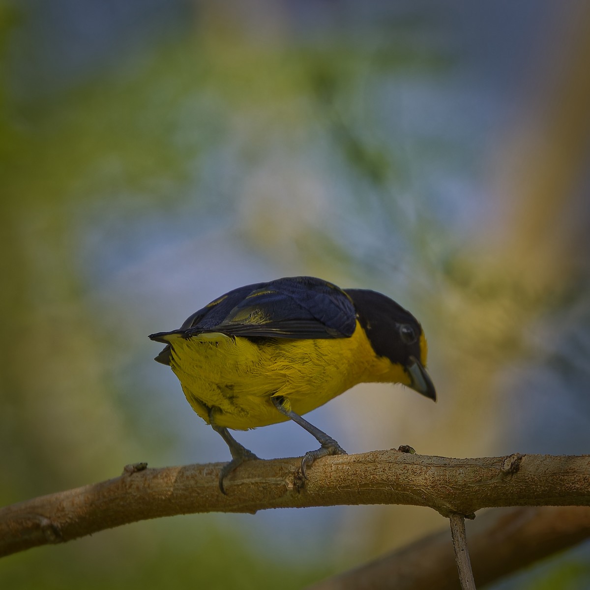 Violaceous Euphonia - ML620230047