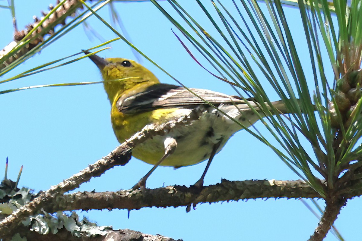 Pine Warbler - ML620230051