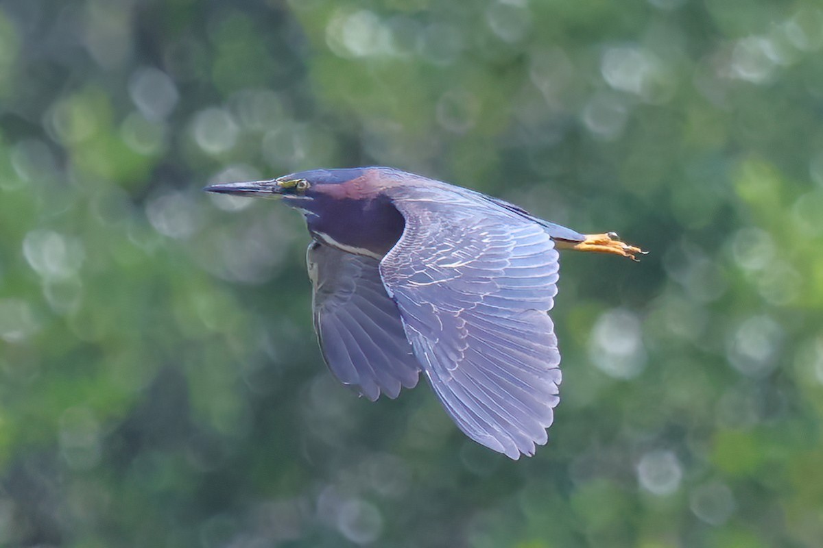 Green Heron - ML620230078