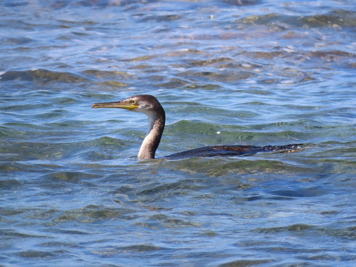 Cormorán Moñudo - ML620230091