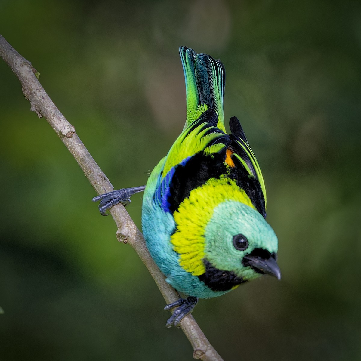 Green-headed Tanager - ML620230102