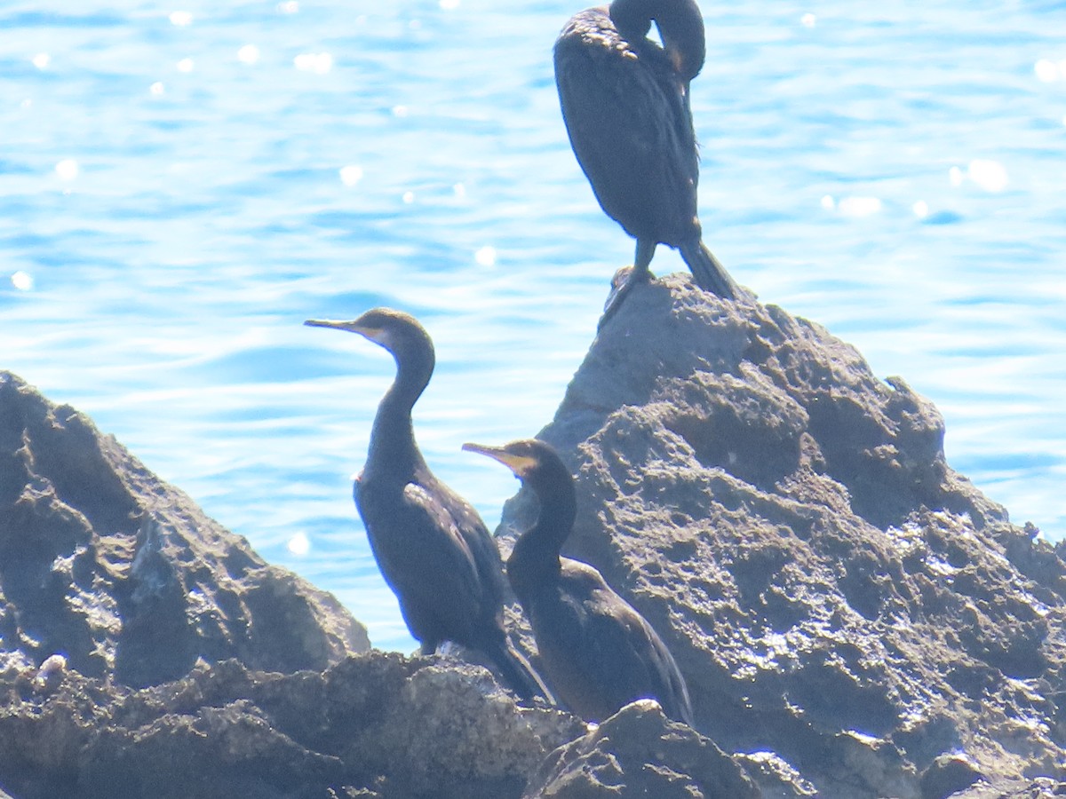 Cormorán Moñudo - ML620230112