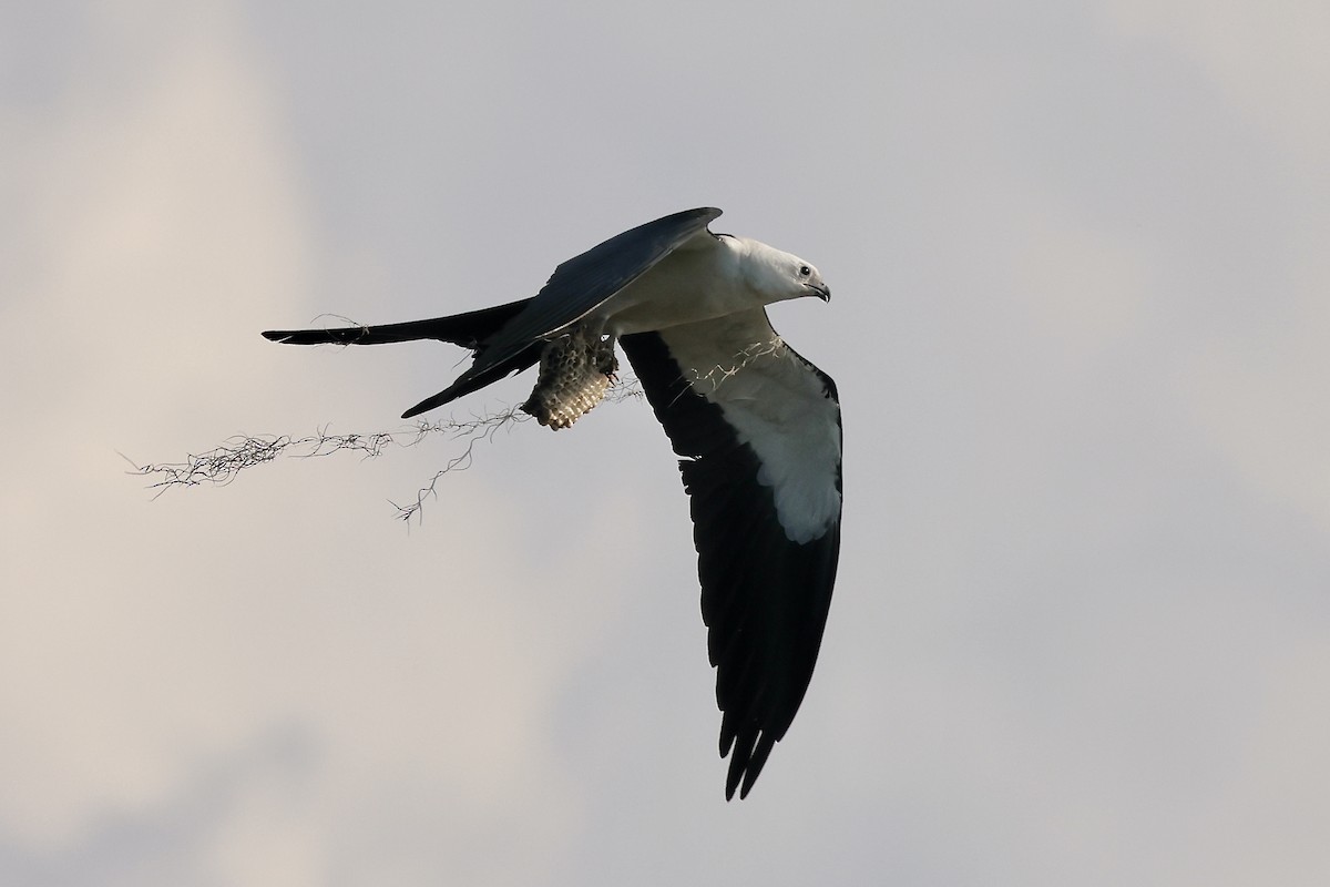 Swallow-tailed Kite - ML620230114