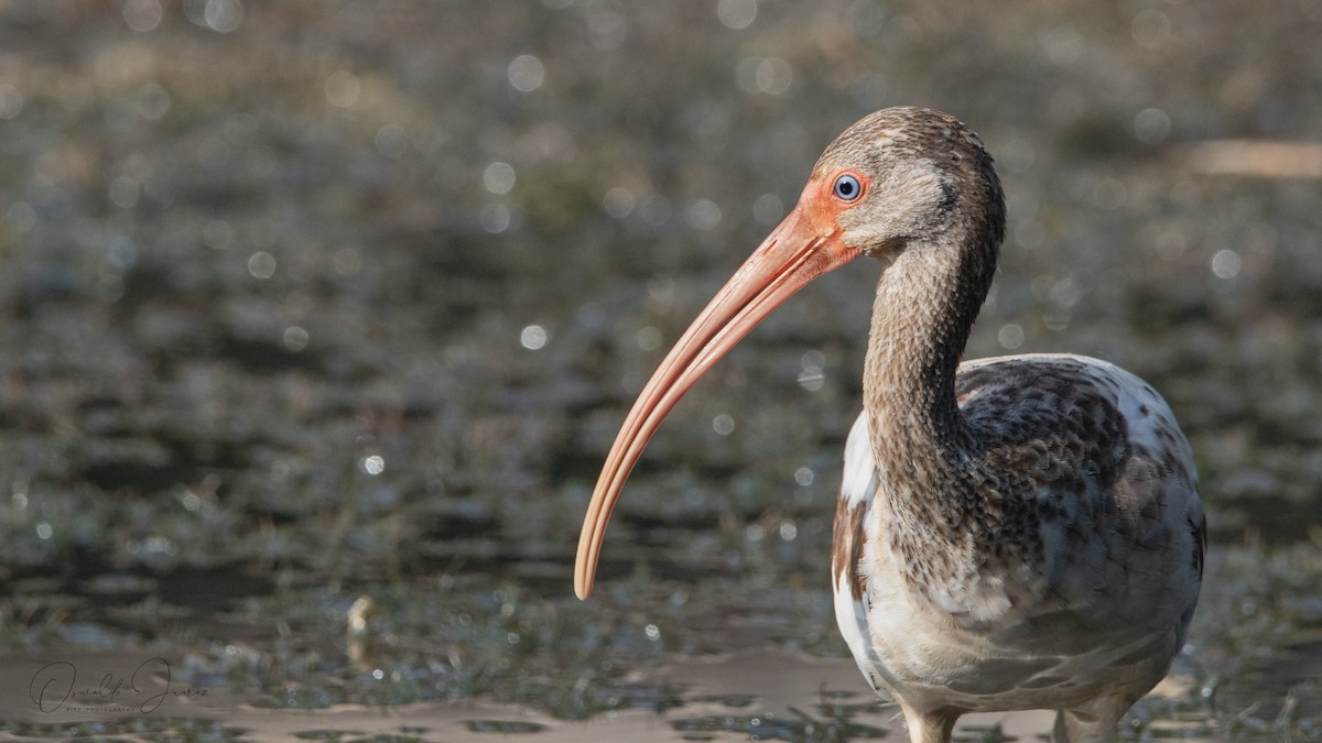 ibis bílý - ML620230119