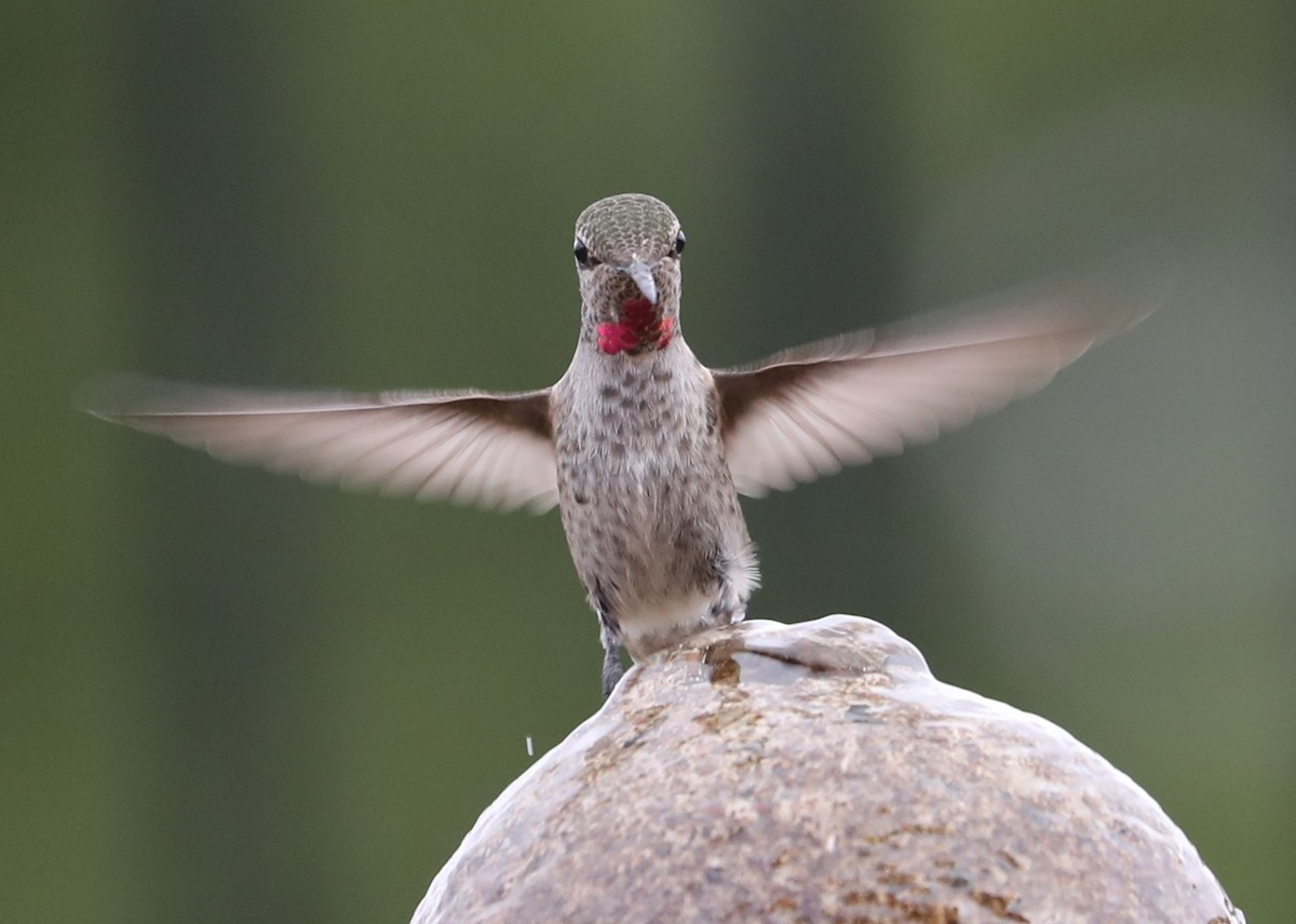 hummingbird sp. - ML620230136