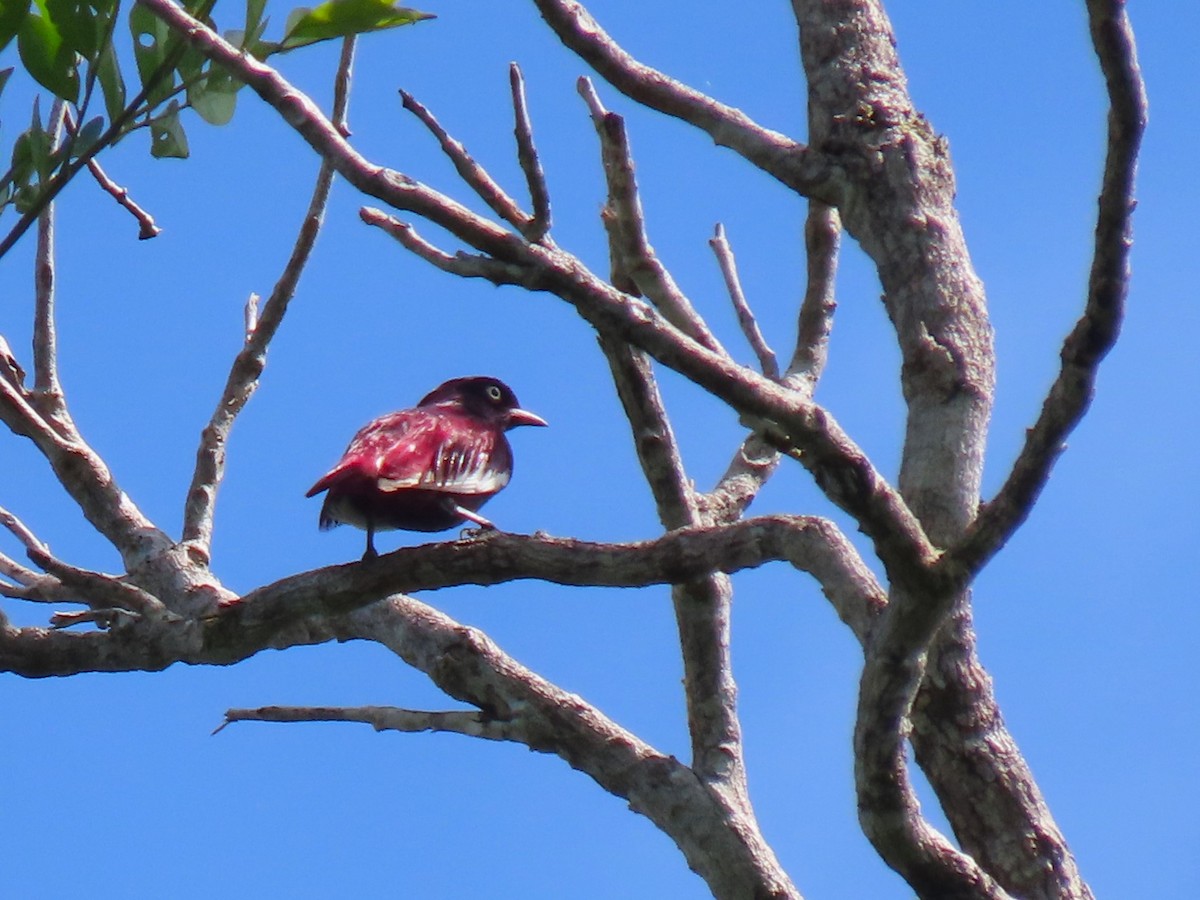 Cotinga Pompadour - ML620230140