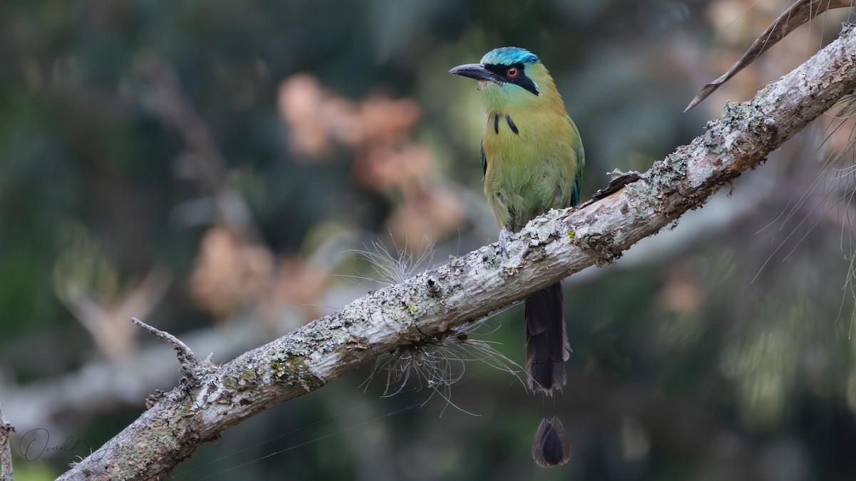 Blue-capped Motmot - ML620230150