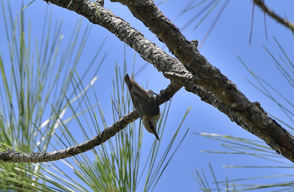 Brown-headed Nuthatch - ML620230151