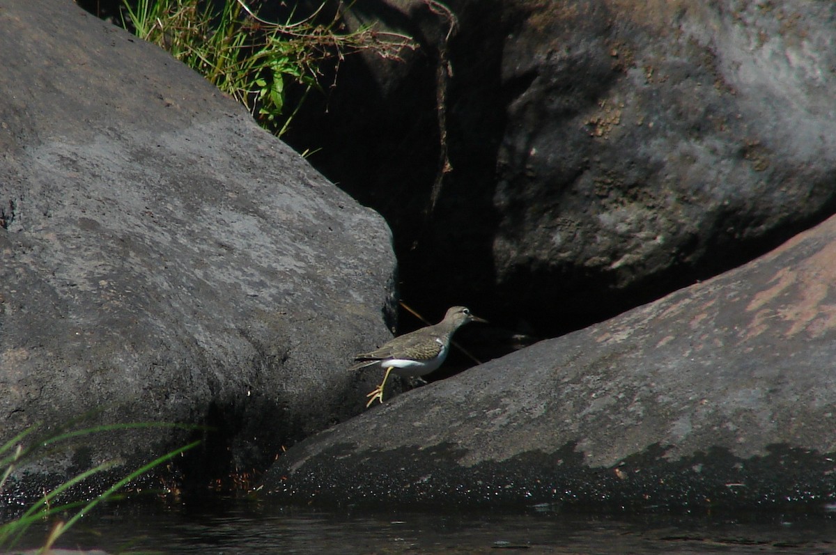 Spotted Sandpiper - ML620230159