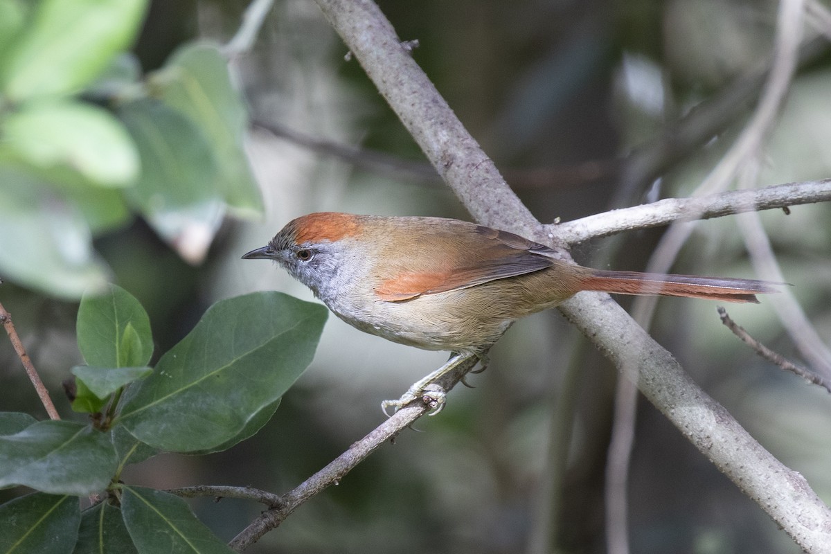 Sooty-fronted Spinetail - ML620230169