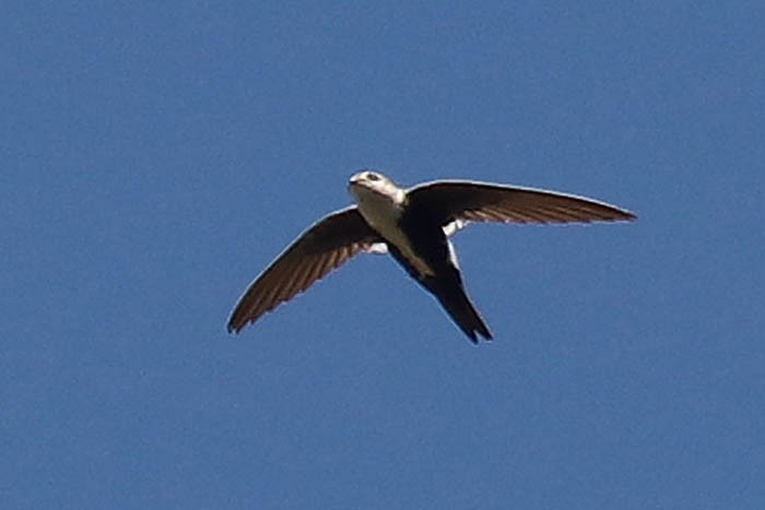 White-throated Swift - ML620230172