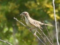 Lark Sparrow - ML620230179