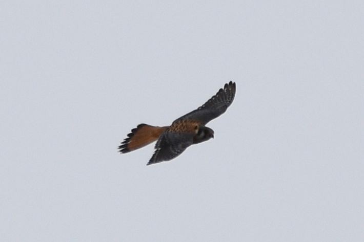 American Kestrel - ML620230181