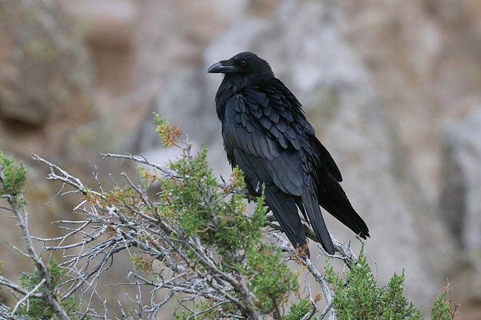 Common Raven - ML620230186