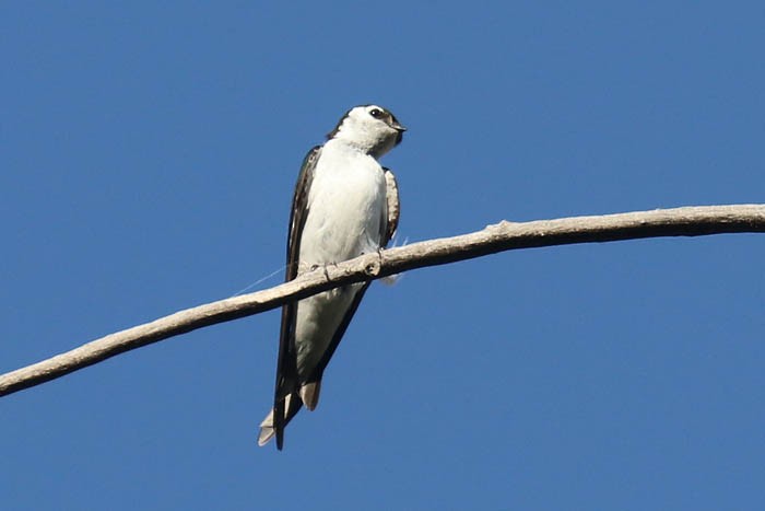 Golondrina Verdemar - ML620230189