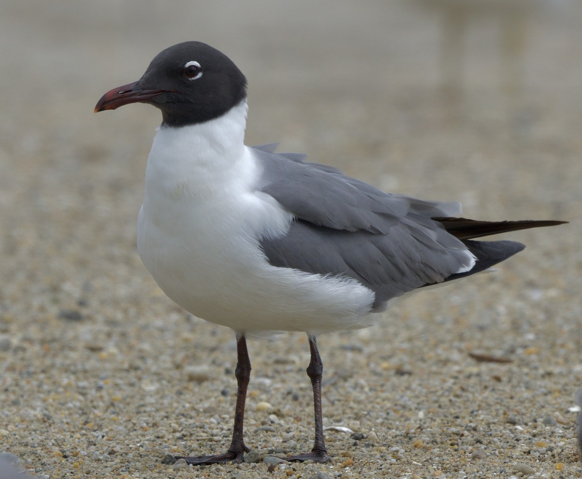 Mouette atricille - ML620230192