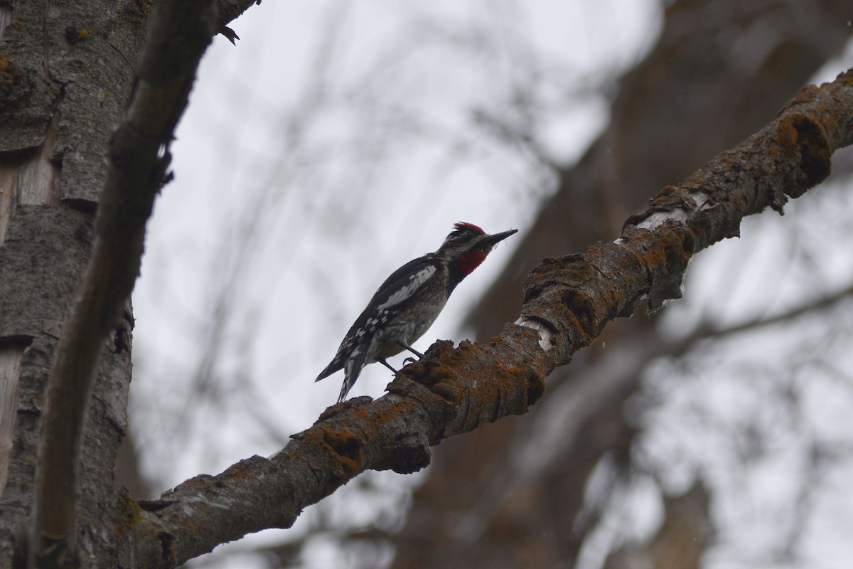 Red-naped Sapsucker - ML620230195