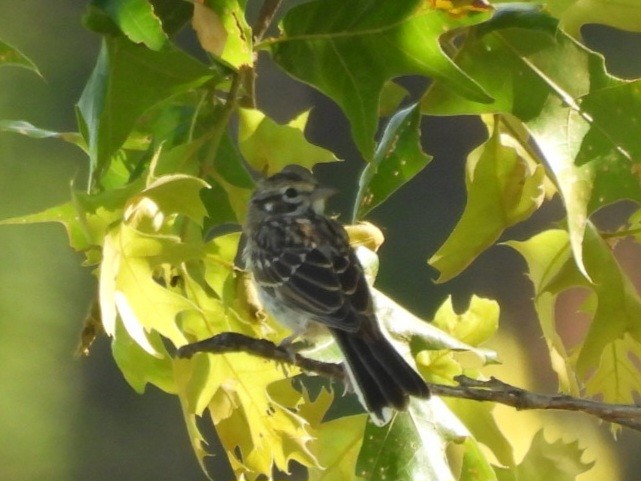 Lark Sparrow - ML620230196