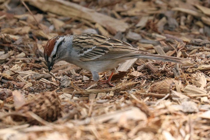 Chipping Sparrow - ML620230197