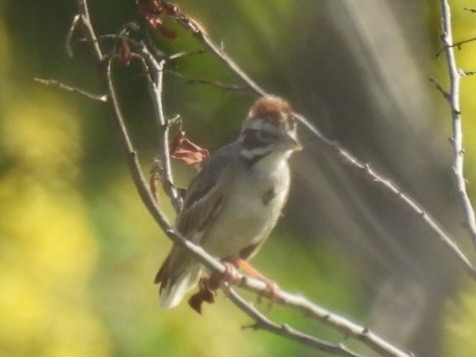 Lark Sparrow - ML620230199