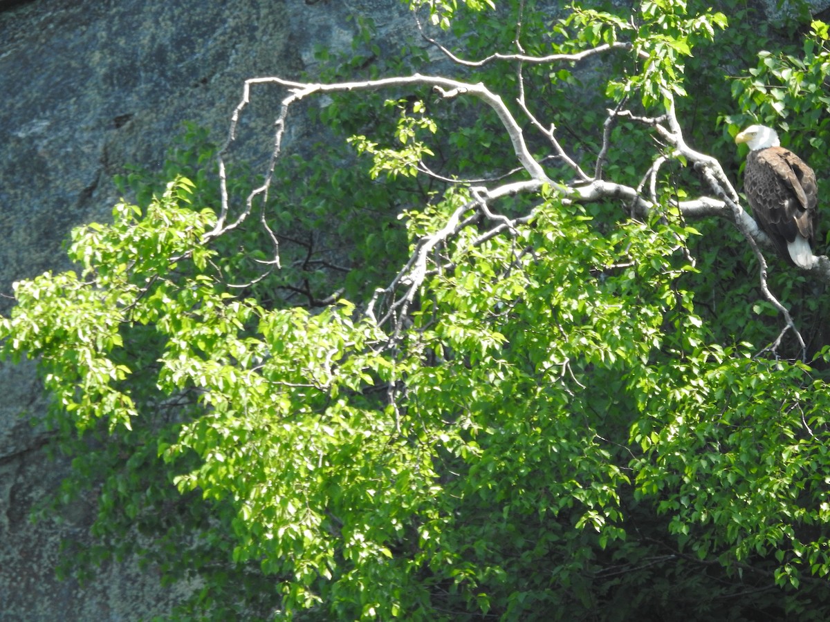 Bald Eagle - ML620230202