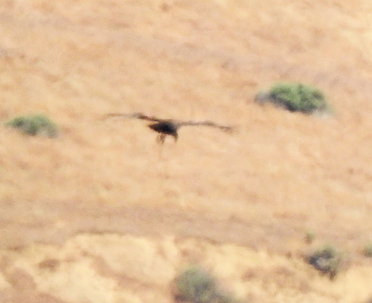 California Condor - ML620230206