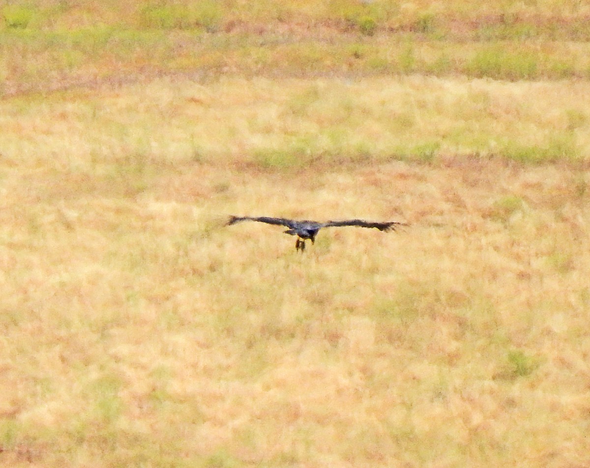 California Condor - ML620230207