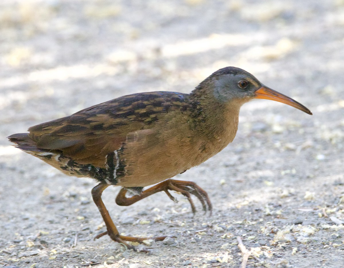 Virginia Rail - ML620230211