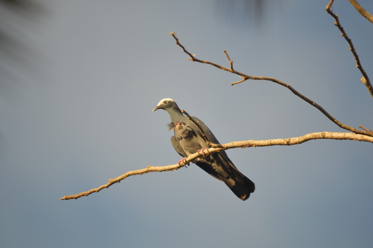 White-crowned Pigeon - ML620230212