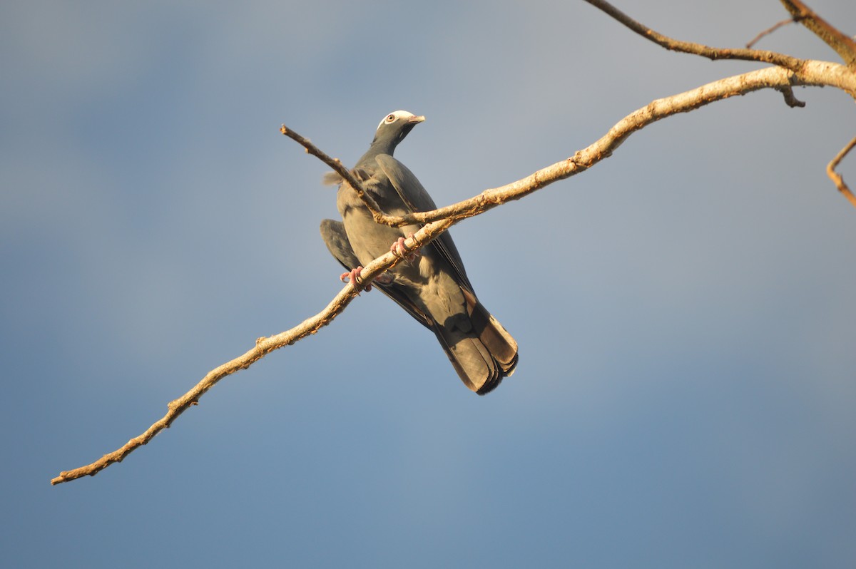 White-crowned Pigeon - ML620230213