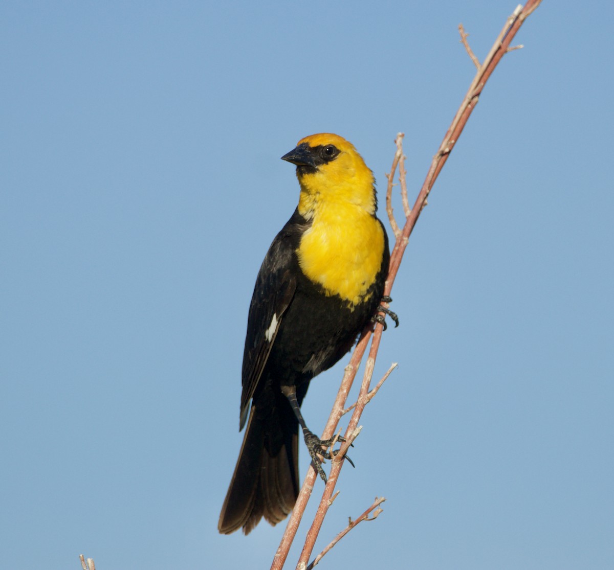 Yellow-headed Blackbird - ML620230218