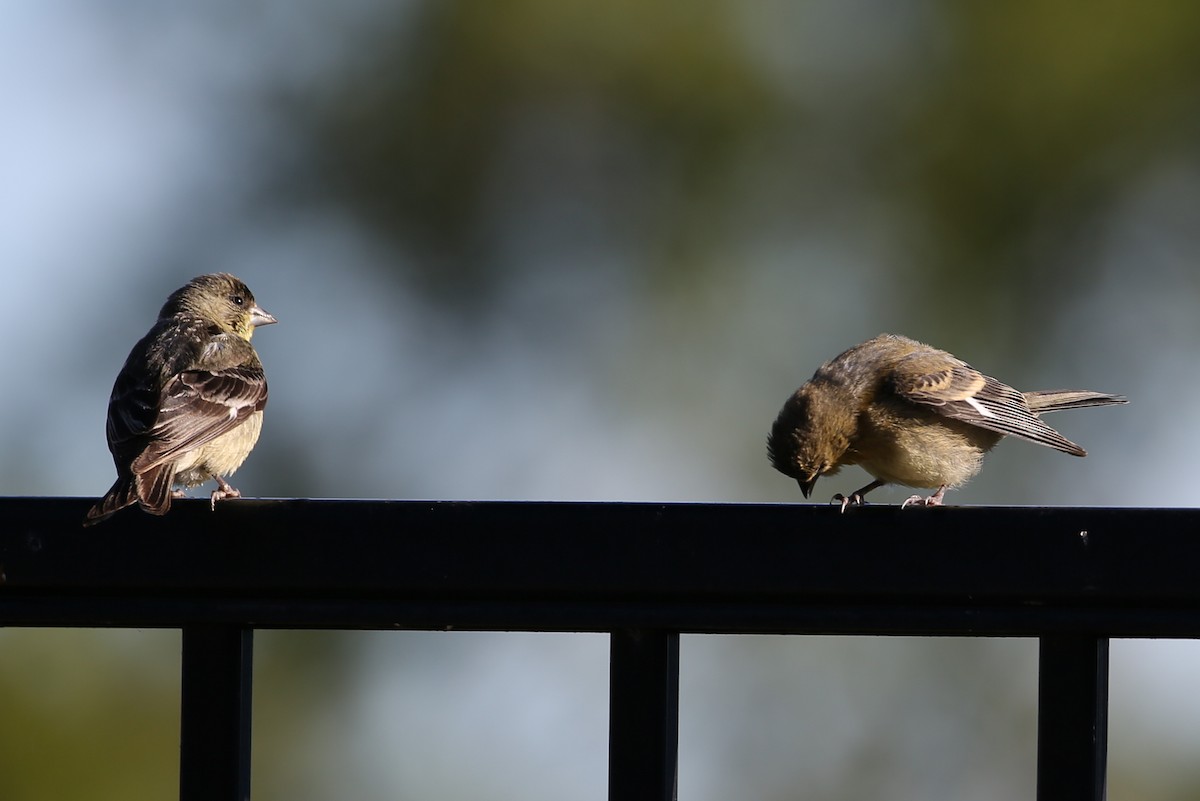 Lesser Goldfinch - ML620230226