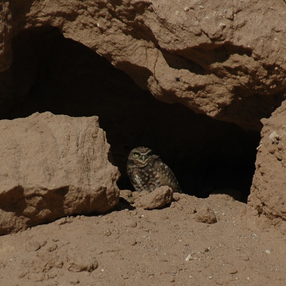 Burrowing Owl - ML620230233