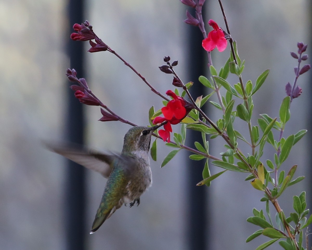 hummingbird sp. - ML620230238