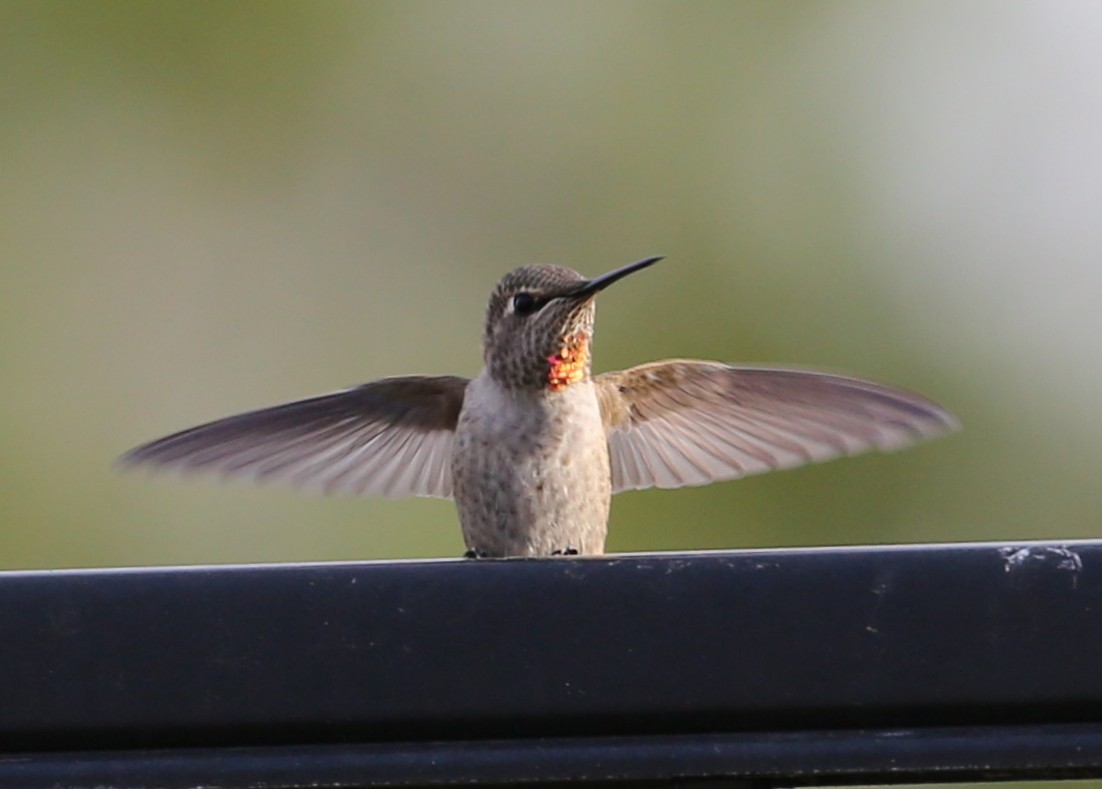 hummingbird sp. - ML620230239