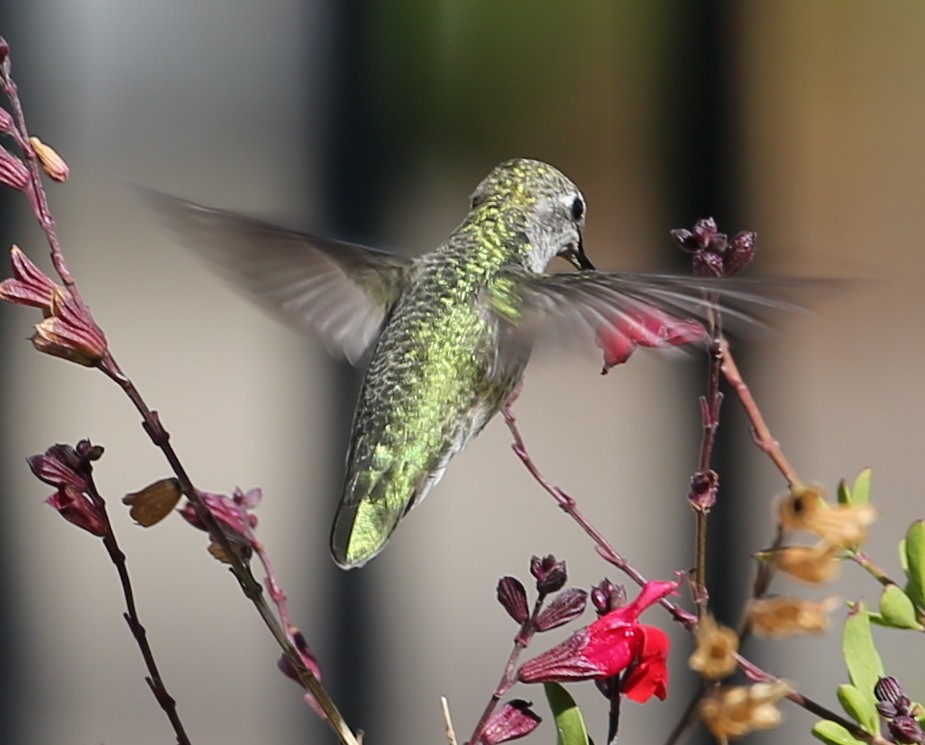 hummingbird sp. - ML620230240