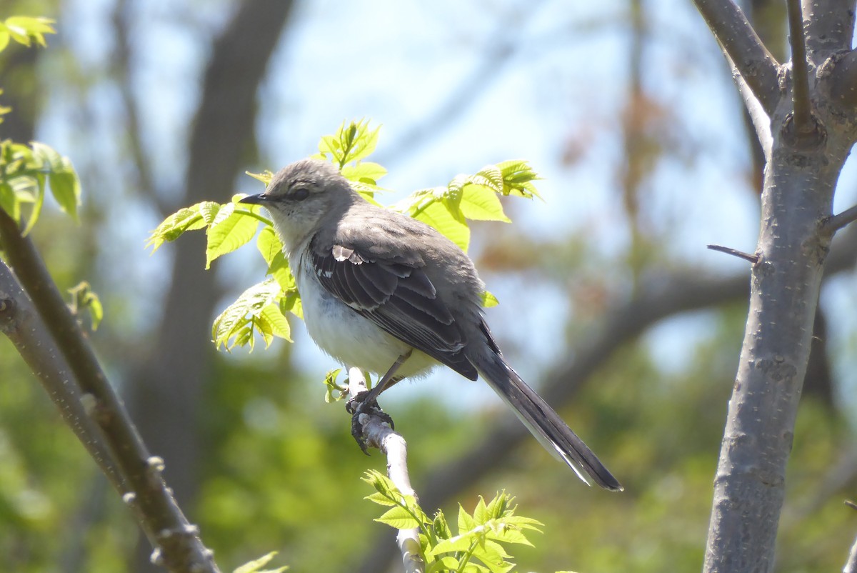 Northern Mockingbird - ML620230241