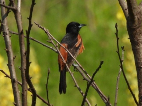 Orchard Oriole - ML620230260