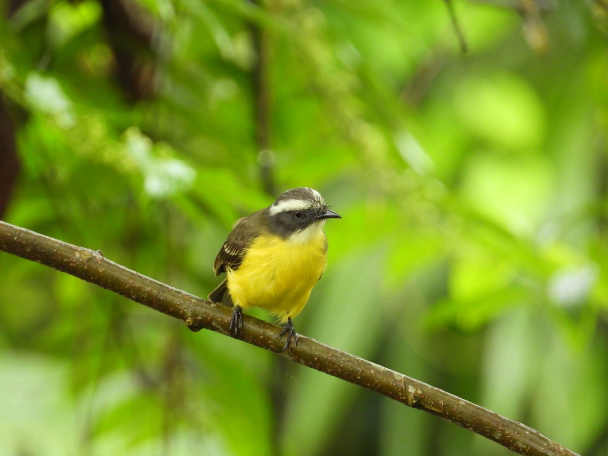 Gray-capped Flycatcher - ML620230262