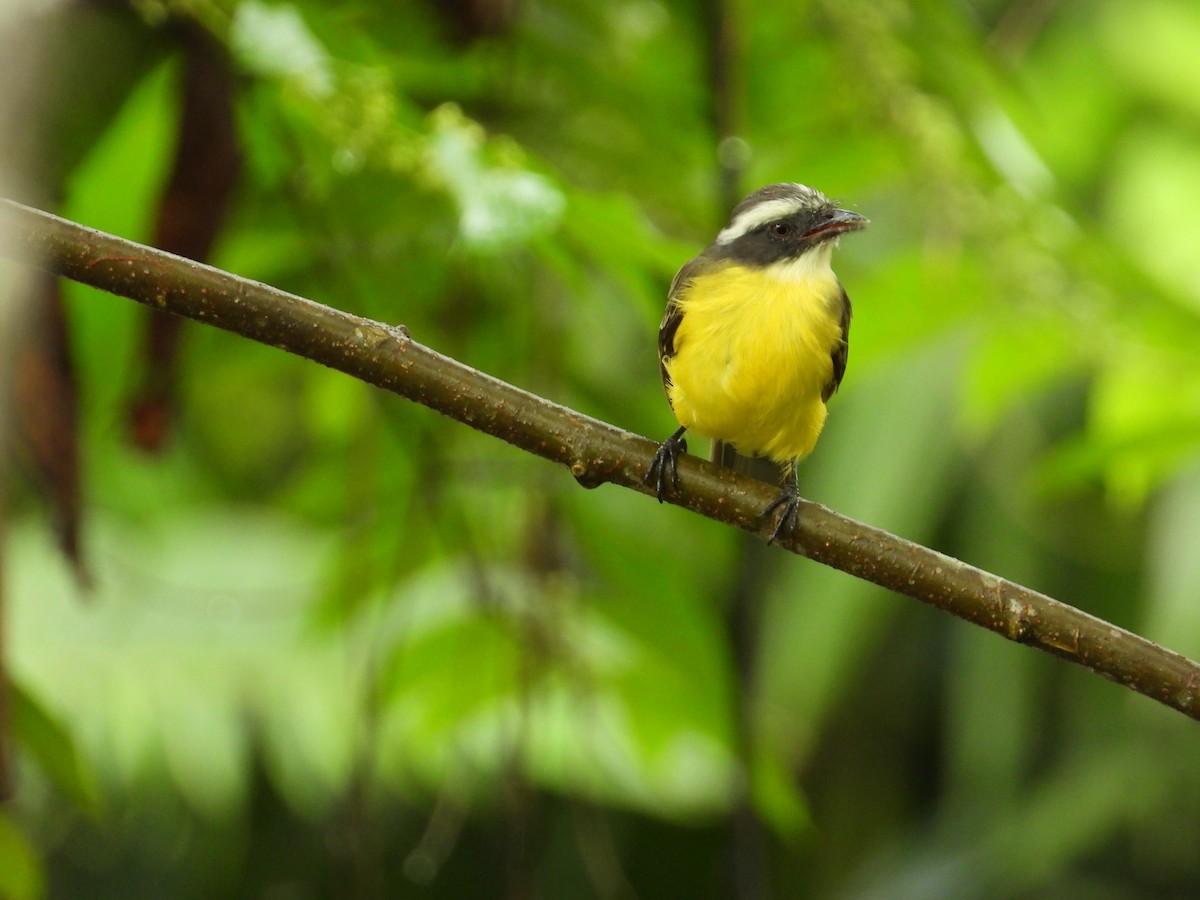 Gray-capped Flycatcher - ML620230266