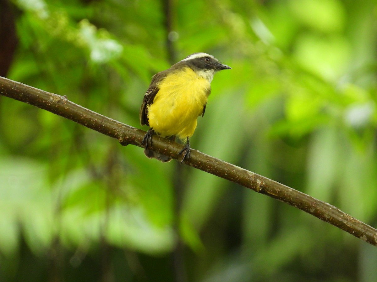 Gray-capped Flycatcher - ML620230269