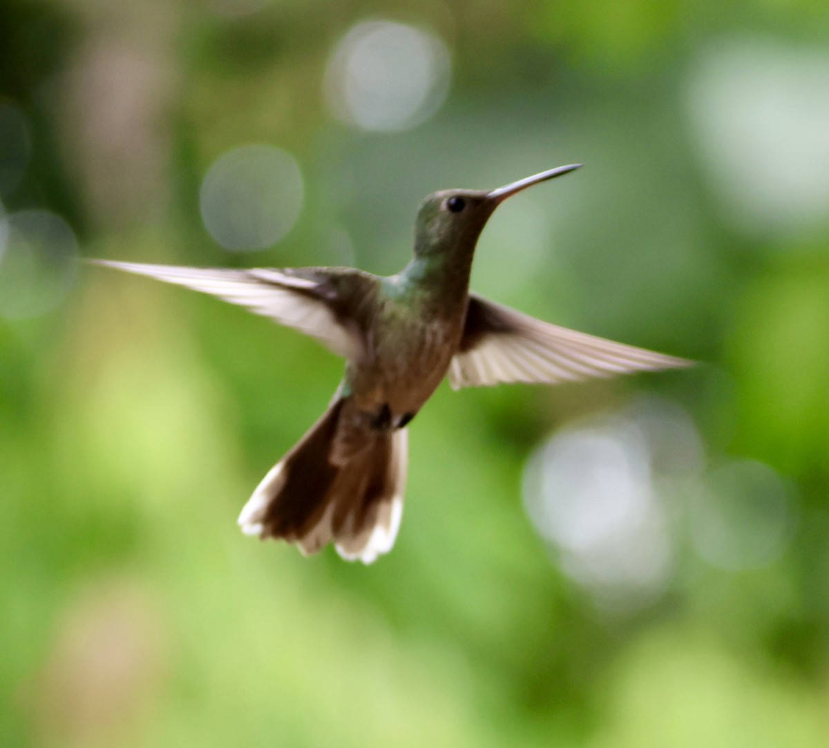 Colibrí de Cuvier - ML620230271