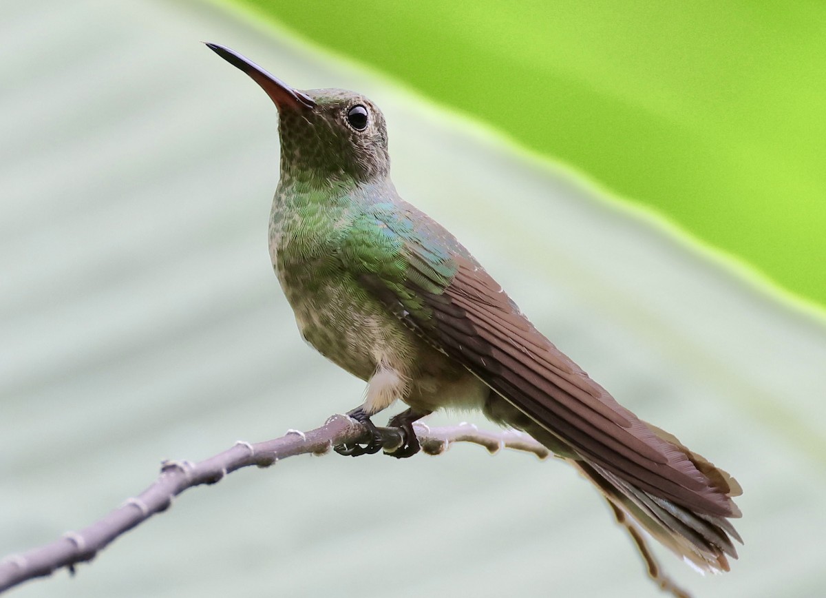 kolibřík skvrnitoprsý - ML620230272