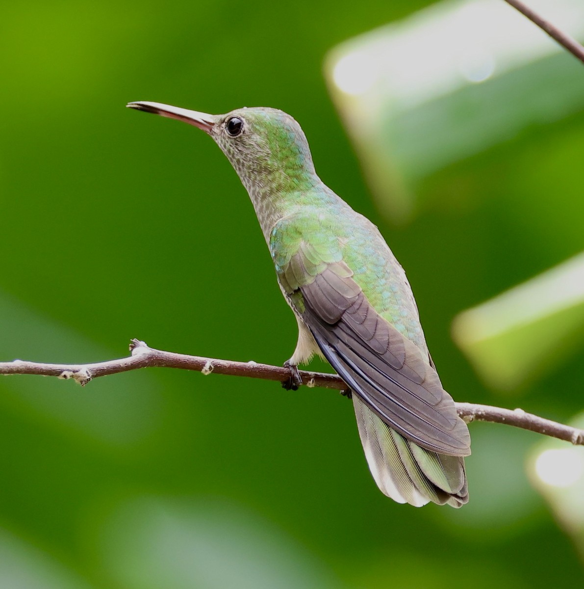 kolibřík skvrnitoprsý - ML620230273